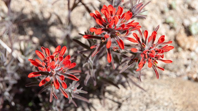 Desert Bloom