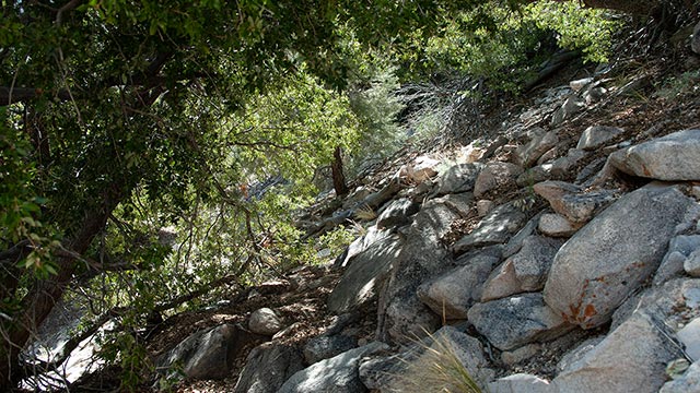 Overhanging branches