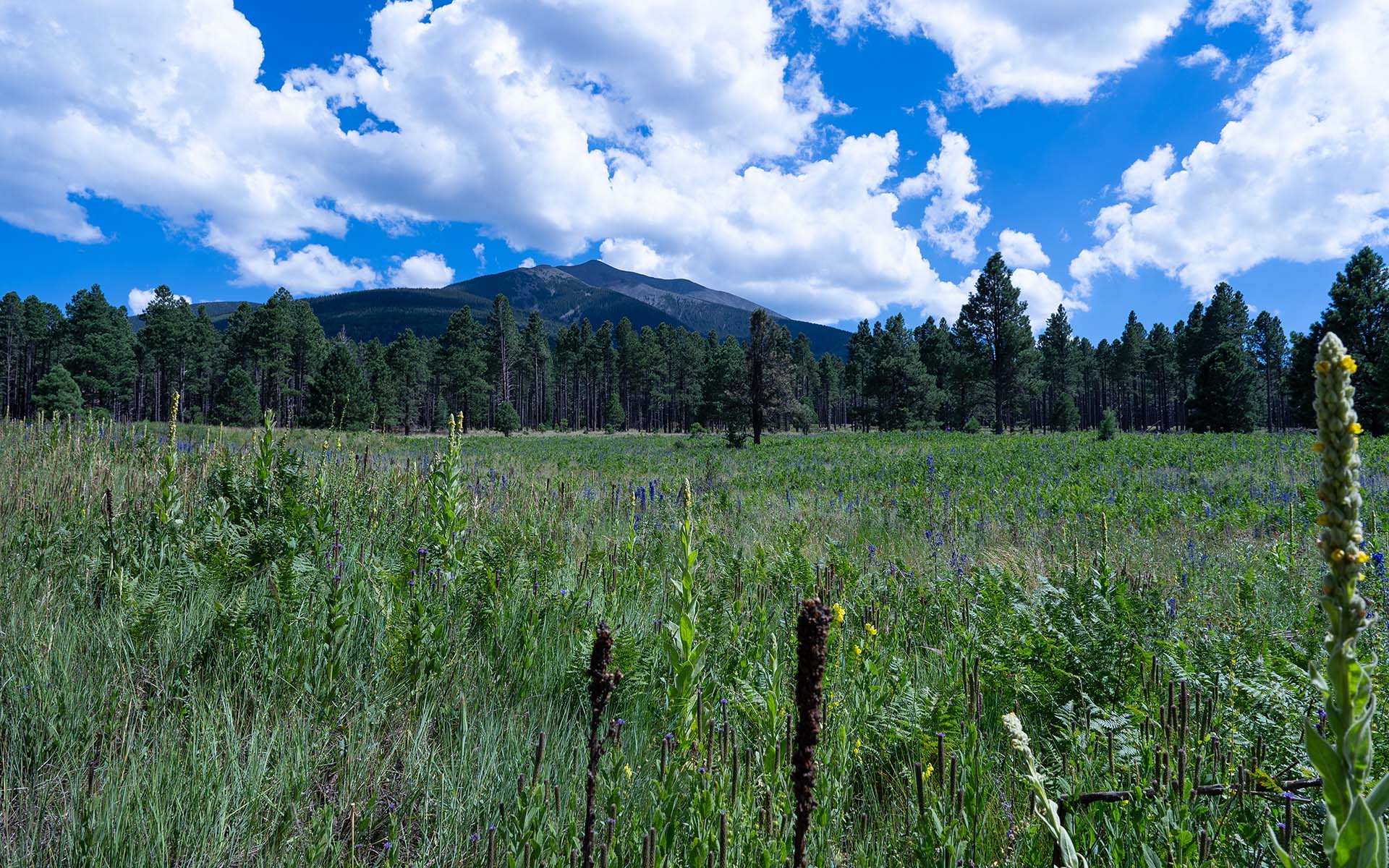 The San Francisco Peaks - West Face