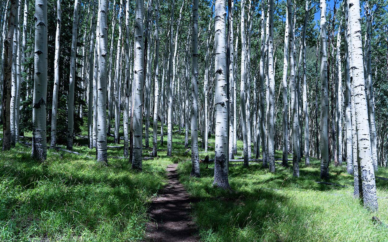 Inner Basin Trail & Aspens