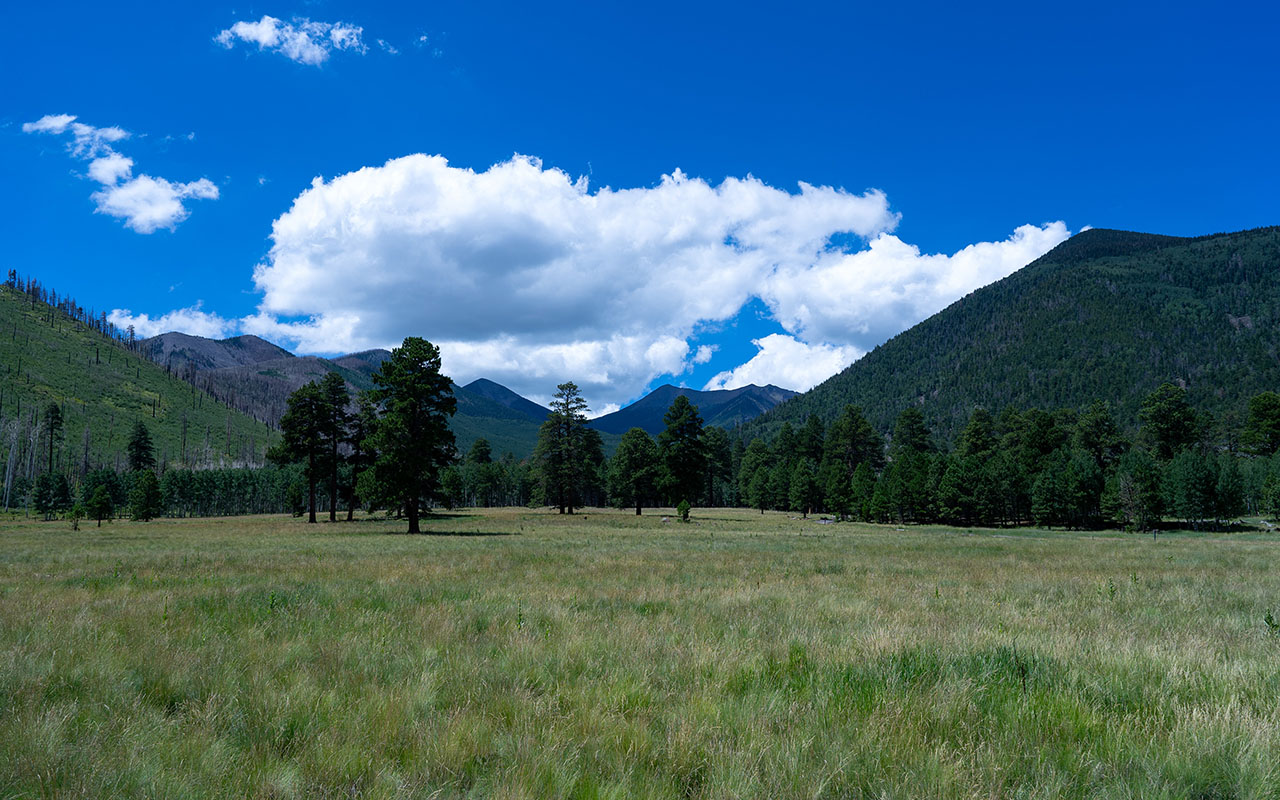 Lockett Meadow